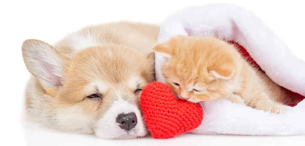 Hill’s Soldes Magasin -Hill’s Soldes Magasin 0369412001581898481